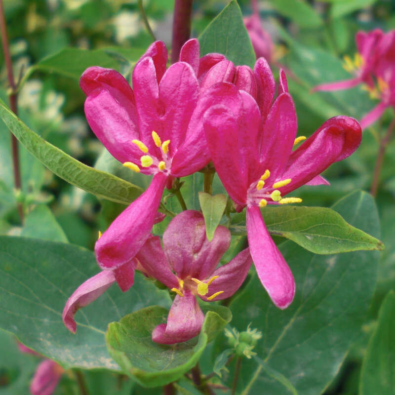 Rote Heckenkirsche - Lonicera tatarica 'Arnold Red' - rot
