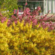 Forsythia 'Maree d'Or': Bild 5/7