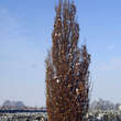 Quercus robur 'Fastigiata': Bild 3/4