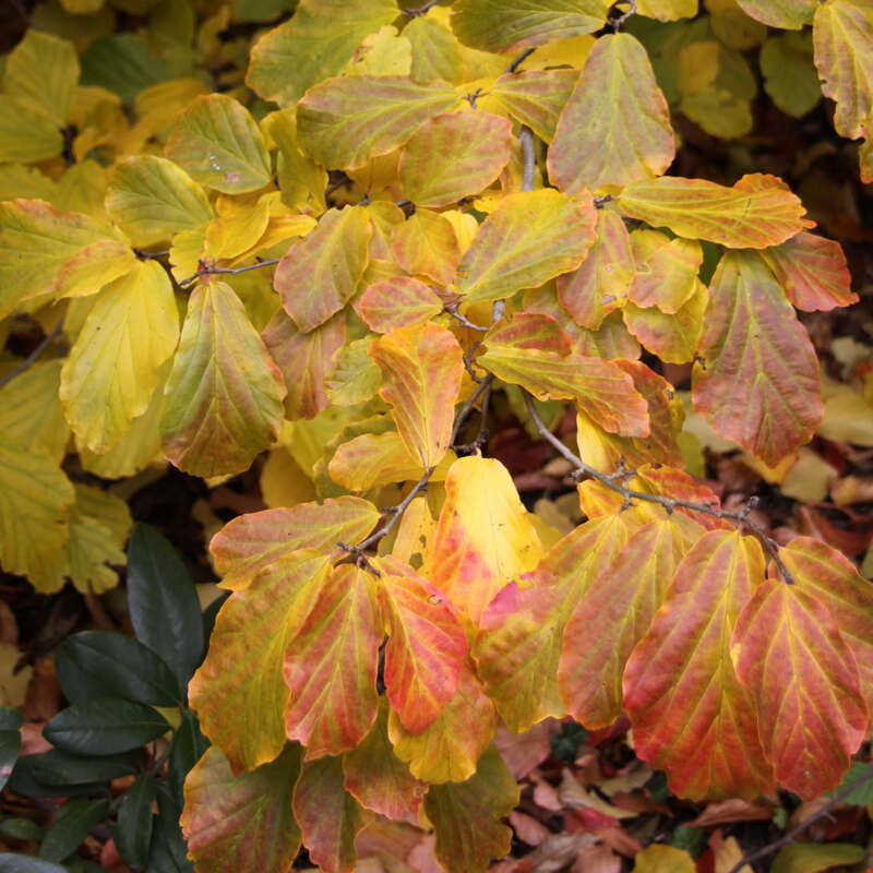 Eisenholzbaum Parrotia persica rot