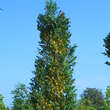 Säulen-Blasenbaum - Bild 4