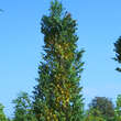Koelreuteria panicul. 'Fastigiata': Bild 4/4