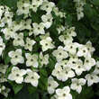 Cornus kousa chinensis: Bild 6/10