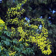 Koelreuteria paniculata: Bild 3/13