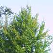 Fagus sylvatica 'Rotundifolia': Bild 2/2