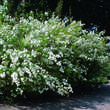 Spiraea cantoniensis 'Lanceata': Bild 6/6