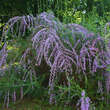 Buddleja alternifolia: Bild 2/2