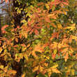 Acer griseum: Bild 2/8