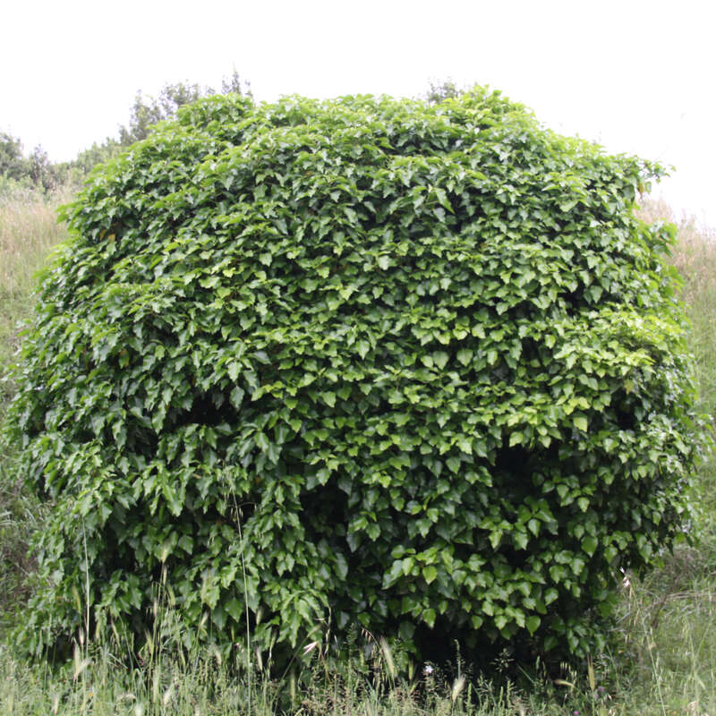Strauchefeu - Hedera helix 'Arborescens' - gelb