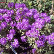 Rhododendron impeditum 'Moerheim': Bild 3/3