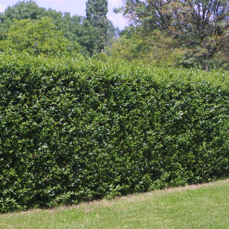 Immergrüner Liguster Ligustrum ovalifolium weiß