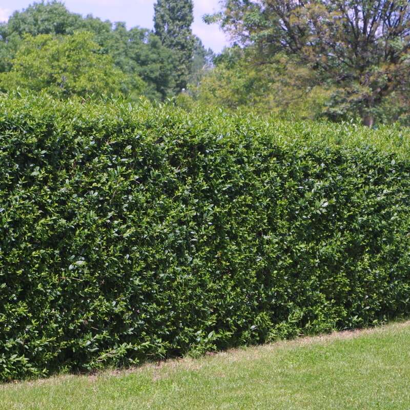 Immergrner Liguster - Ligustrum ovalifolium - wei