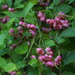 Euonymus phellomanus: Bild 3/3