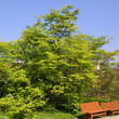 Acer circinatum: Bild 2/3