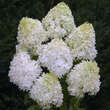Hydrangea paniculata 'Phantom': Bild 2/6