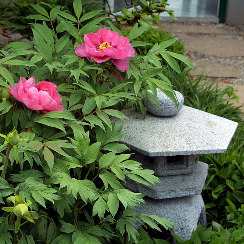 Strauch Pfingstrose Paeonia Suffruticosa Rosa Rosa