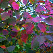 Crataegus coccinea: Bild 4/4