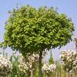 Acer campestre 'Nanum': Bild 3/3