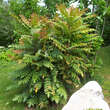 Mahonia media 'Winter Sun': Bild 5/5