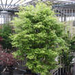 Acer palmatum 'Asahi-zuru': Bild 3/3