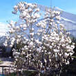Magnolia denudata: Bild 7/7