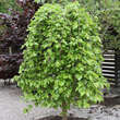 Morus alba 'Pendula': Bild 4/5