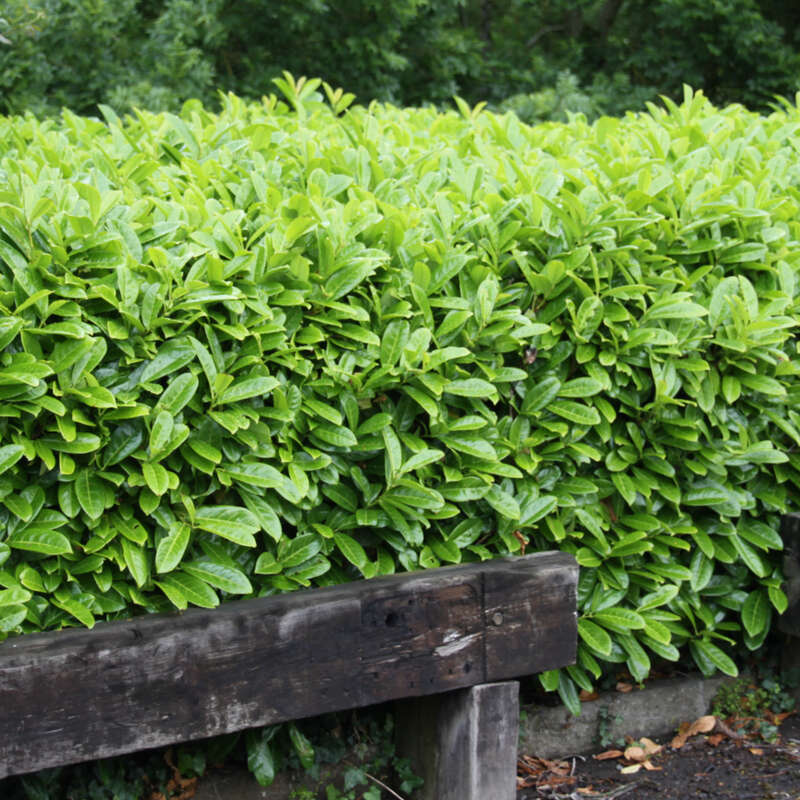 Kirschlorbeer - Prunus laurocerasus 'Caucasica' - wei