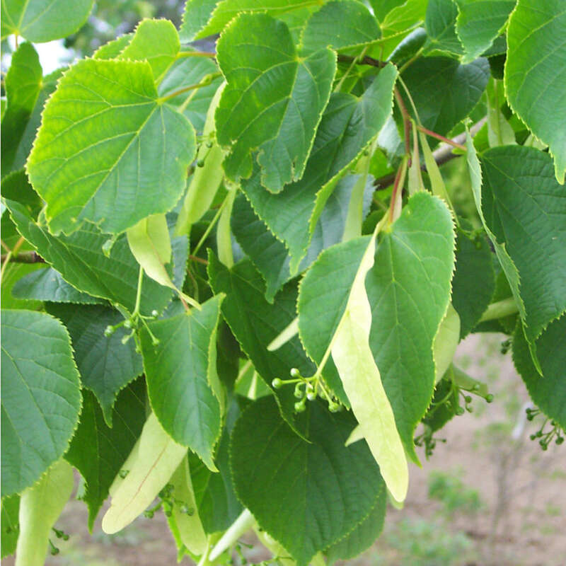 Kaiserlinde Tilia europaea 'Pallida' gelb