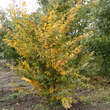 Carpinus japonica: Bild 2/2