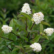 Ligustrum vulgare 'Lodense': Bild 3/9