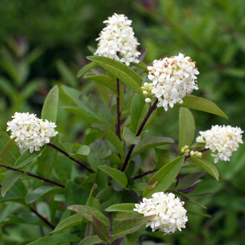 Zwerg-Liguster - Ligustrum vulgare 'Lodense' - wei