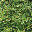 Cotoneaster salicif. 'Donauwelle': Bild 2/2