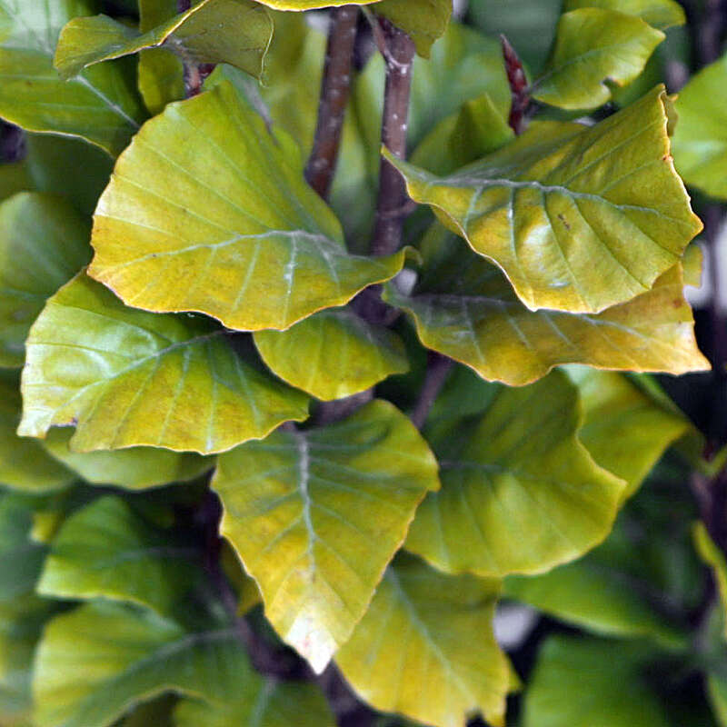hedera ivy glacier Glacier English Ivy