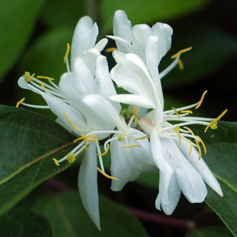 Frhlingsgeiblatt - Lonicera purpusii - rahmgelb, sehr intensiver Duft !  blht vor dem Laubaustrieb