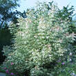 Acer negundo 'Flamingo': Bild 5/5