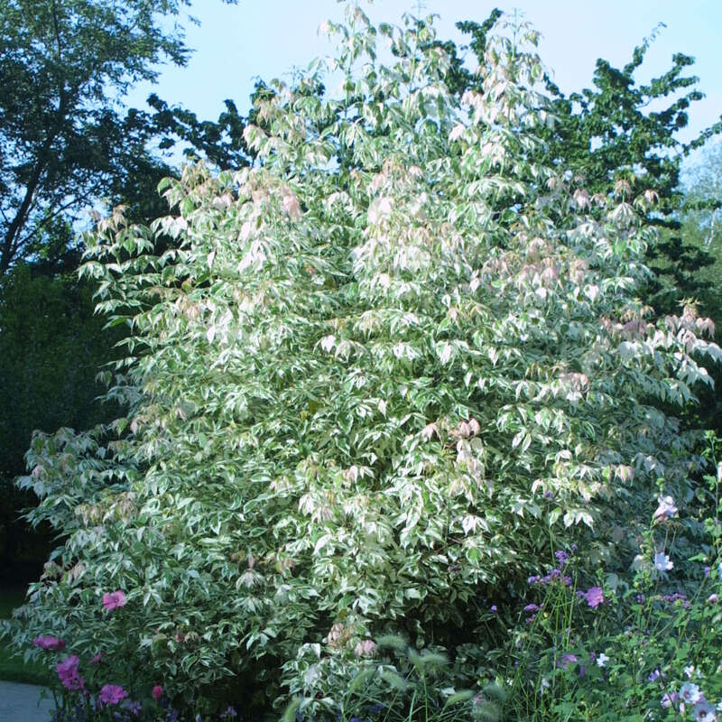 Weißbunter Eschenahorn Acer negundo 'Flamingo'