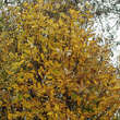 Sorbus thuringiaca 'Fastigiata': Bild 3/6