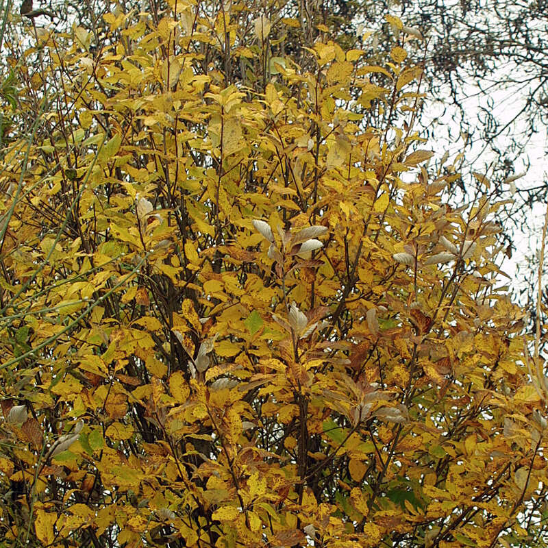 SäulenEberesche Sorbus thuringiaca 'Fastigiata' weiß