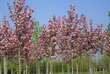 Malus 'Rudolph': Bild 6/6