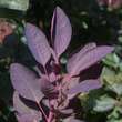 Cotinus coggygria 'Royal Purple': Bild 4/7