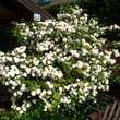 Viburnum plicatum: Bild 4/4