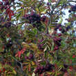 Sorbus 'Titan': Bild 11/12