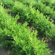 Buxus microphylla 'Faulkner': Bild 2/2