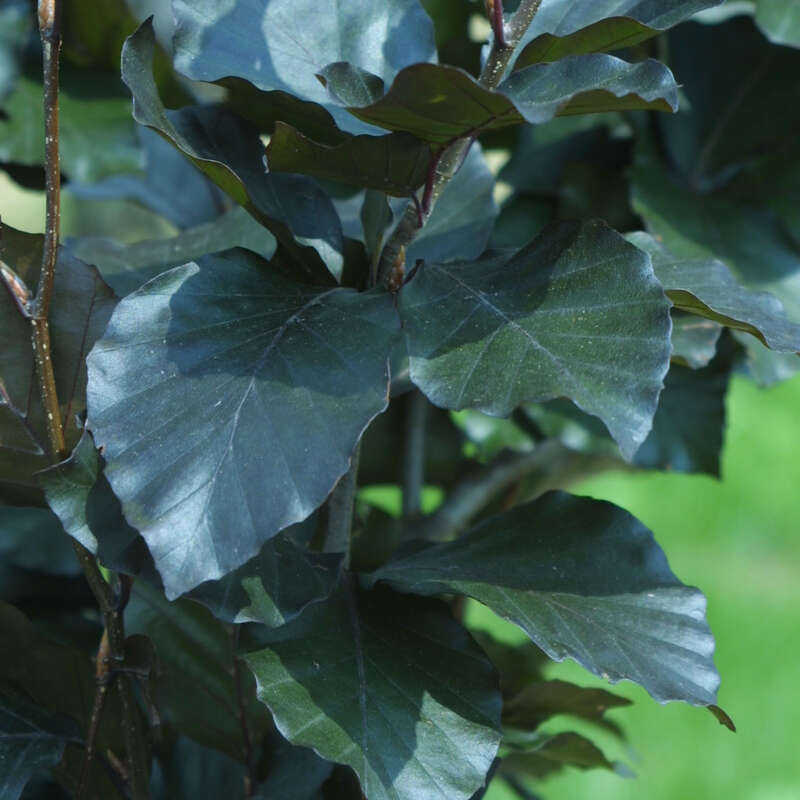 Sulen-Blutbuche - Fagus sylvatica 'Dawyck Purple' - rot