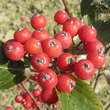 Sorbus chamaemespilus (ssp.sudetica): Bild 5/7