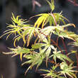 Acer palmatum 'Mure-hibari': Bild 2/2