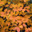 Cotinus coggygria: Bild 5/8