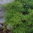 Acer japonicum 'Green Cascade': Bild 3/4