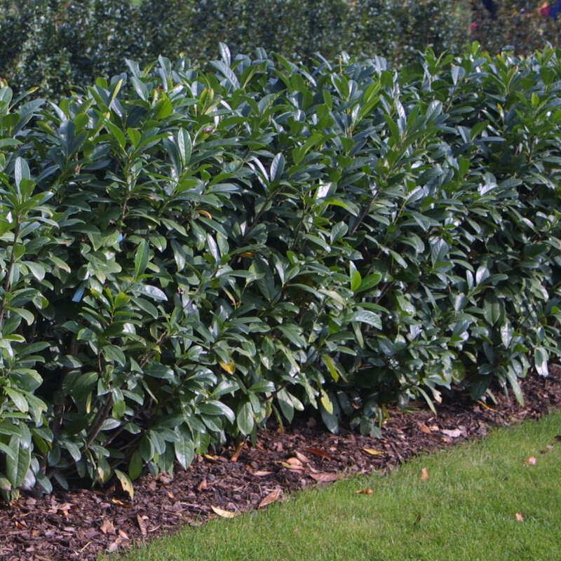 Kirschlorbeer Prunus laurocerasus 'Caucasica' weiß