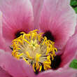 Paeonia rockii: Bild 3/5